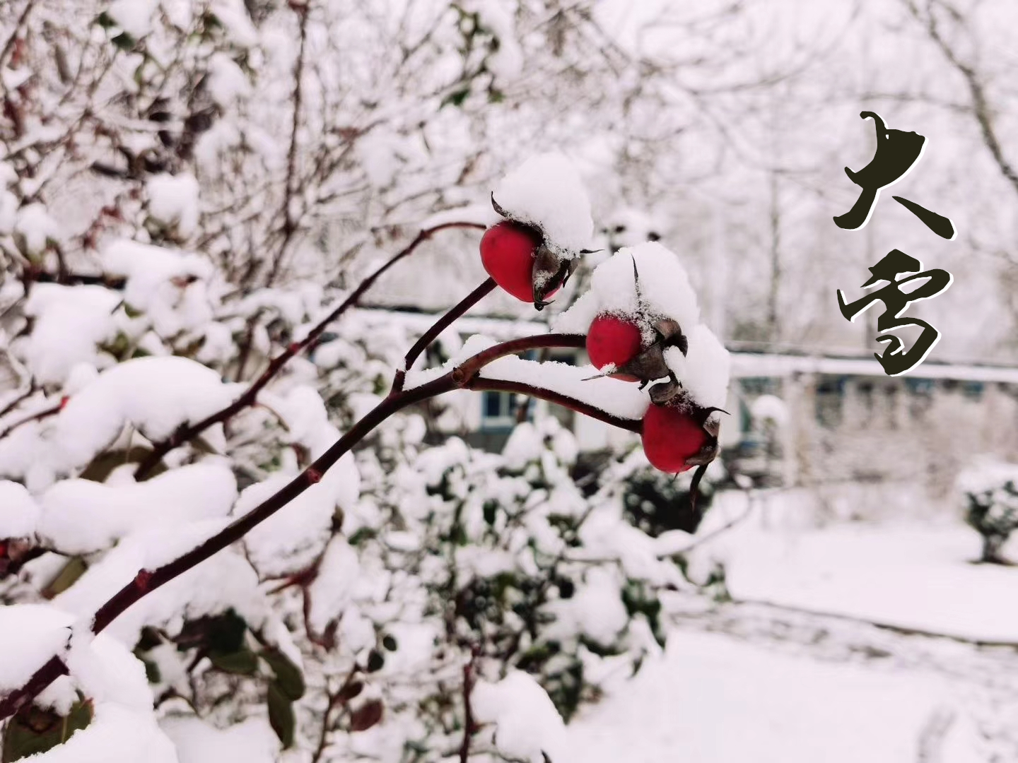 大雪 ▎萬象曉一色，皓然天地中