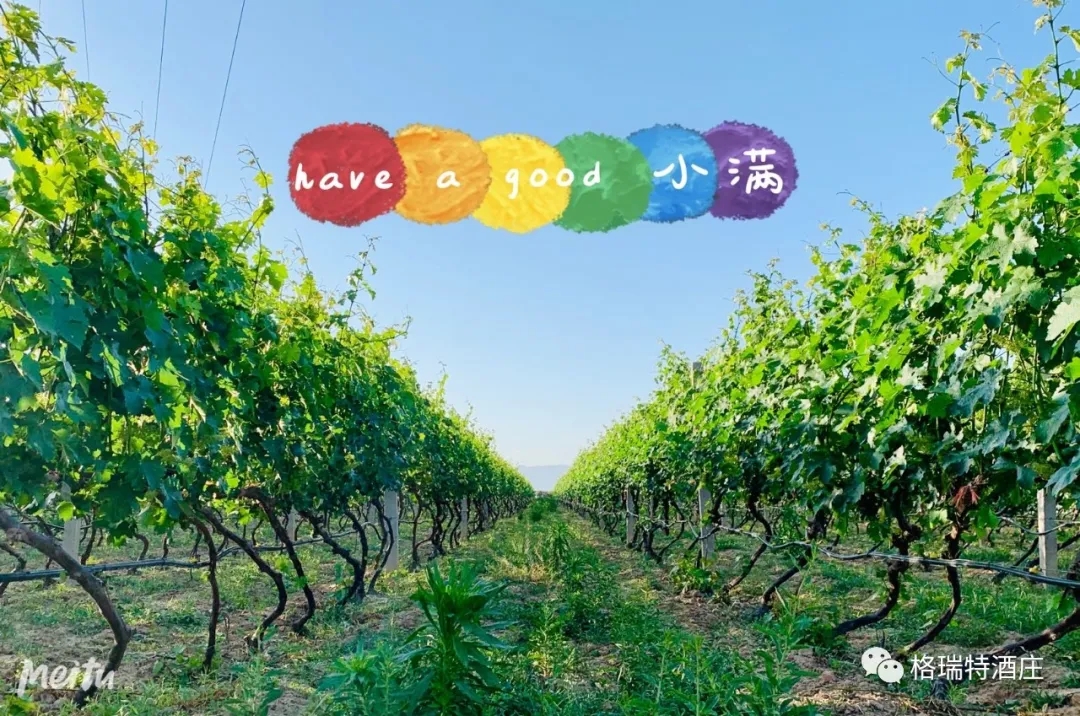 記錄小滿時節(jié)的酒莊、怎一美字了得！