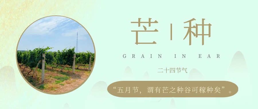 芒種 ▎風(fēng)吹葡園浪，蟬鳴夏始忙