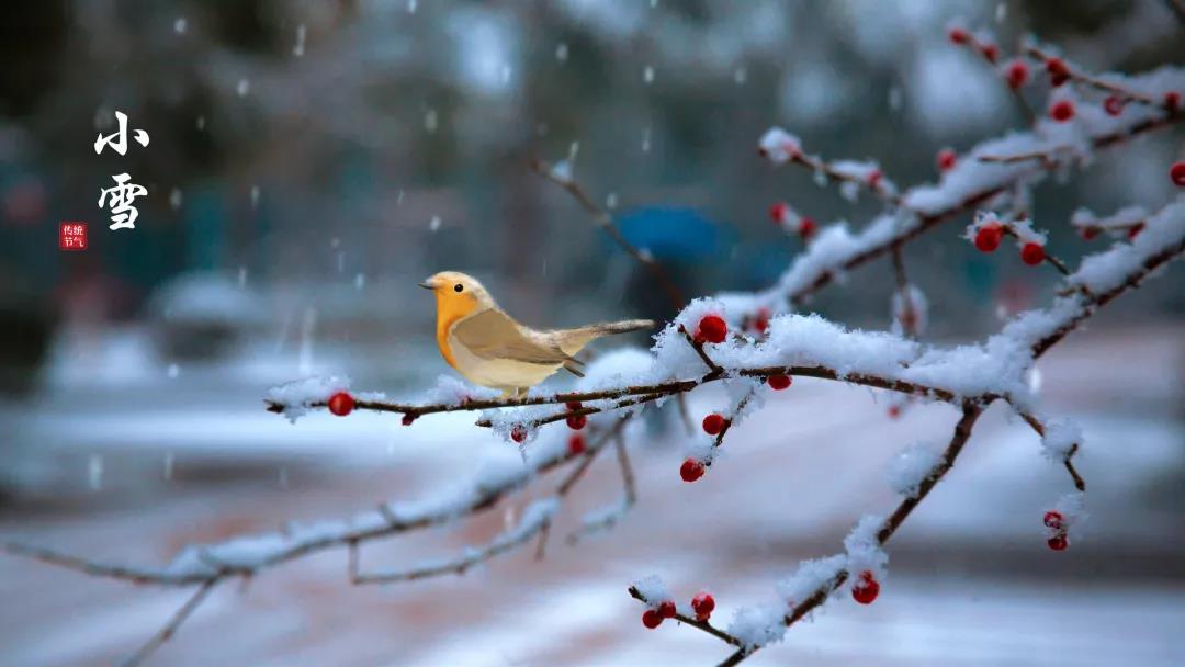 小雪 ▎等一地雪白，與歲月慢酌