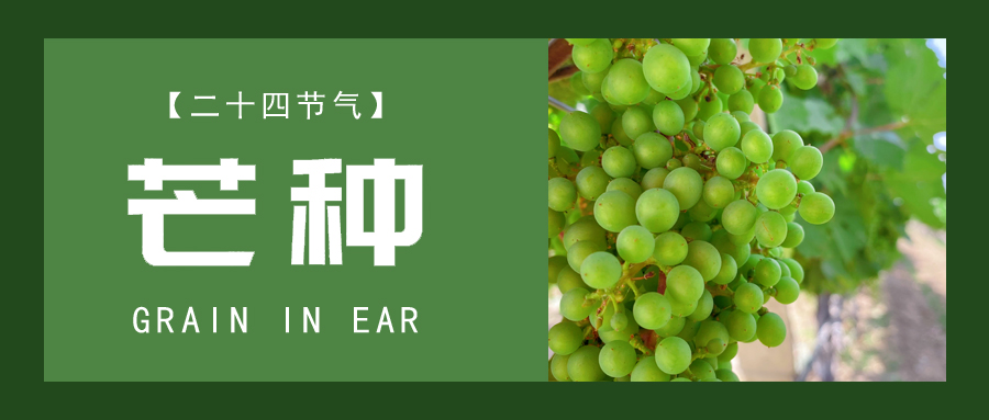 芒種 ▎忙終有獲，種得其所