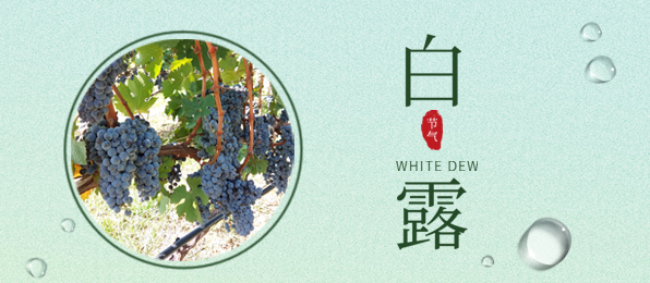 白露 ▎葡園循風(fēng)，奔赴一場(chǎng)秋色