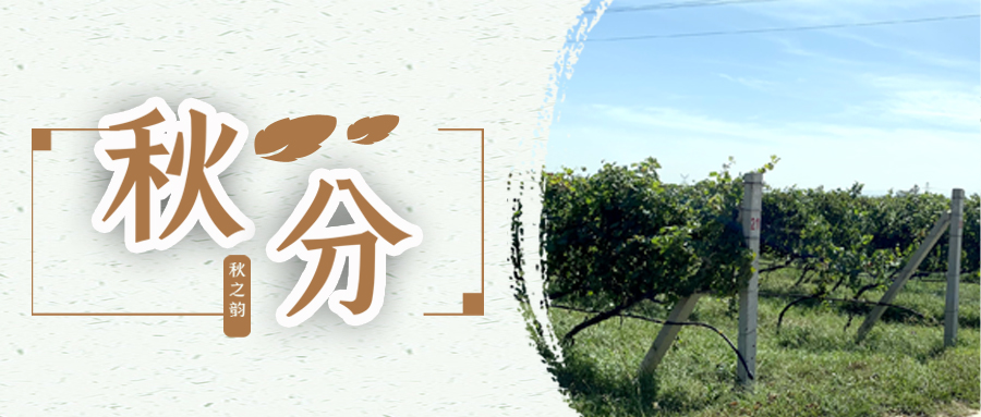 秋分 ▎秋分載萬(wàn)物，葡園話豐收