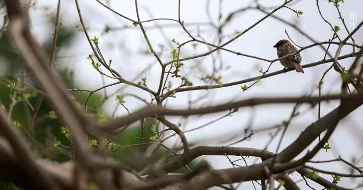 雨水||絲絲春雨潤萬物，杯杯美酒暖人心