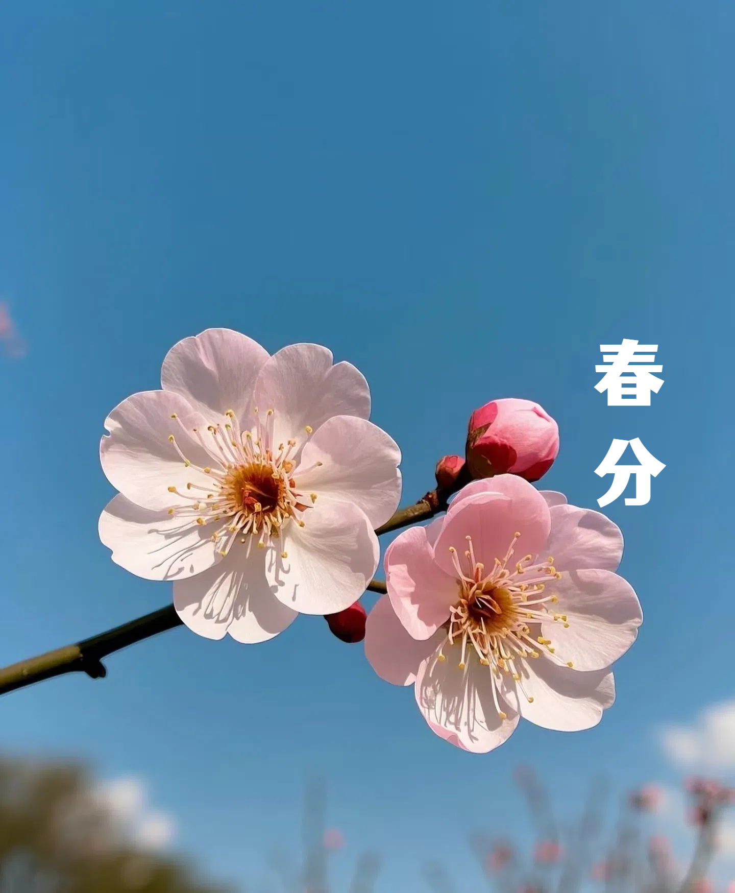 春分||花間一壺酒，莫負好時光